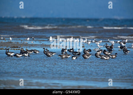 Brant Geese arriving in Spring on Vancouver Island West Coast of Canada.  SCO,528. Stock Photo