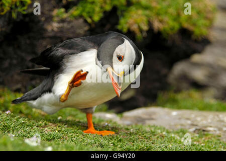 Atlantic Puffin, Skellig Michael, County Kerry, Ireland / (Fratercula arctica) Stock Photo