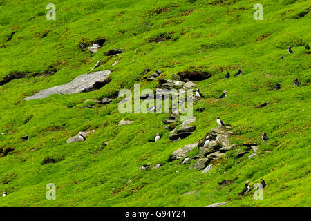 Atlantic Puffin colony, Skellig Michael, County Kerry, Ireland / (Fratercula arctica) / burrows Stock Photo