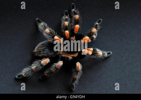 Mexican Red-kneed Tarantula / (Brachypelma smithi) Stock Photo