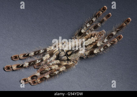 Indian Ornamental Tree Spider /  (Poecilotheria regalis) Stock Photo