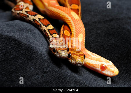 Red Rat Snakes / (Pantherophis guttatus, Coluber guttatus, Elaphe guttata) Stock Photo