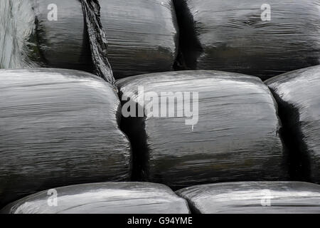 Black plastic wrapped hay bales Stock Photo