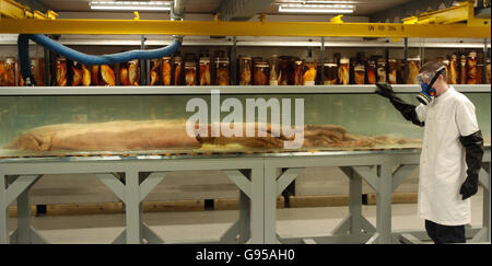 John Ablett, Mollusc Curator at the Natural History Museum, in London, Tuesday 28th February, with a giant squid which goes on display at the museum's Darwin Centre today. The 30ft long creature, caught off the Falkland Islands in April 2005, is the most complete giant squid ever found . See PA story PRESS ASSOCIATION PHOTO. Photo credit should read: Ian Nicholson/PA Stock Photo