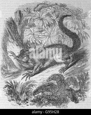 The Aye-Aye. From a mid 19th century engraving. The aye-aye (Daubentonia madagascariensis) is a lemur, a strepsirrhine primate native to Madagascar that combines rodent-like teeth that perpetually grow and a special thin middle finger.  It is the world's largest nocturnal primate, and is characterized by its unusual method of finding food; it taps on trees to find grubs, then gnaws holes in the wood using its forward slanting incisors to create a small hole in which it inserts its narrow middle finger to pull the grubs out. Stock Photo