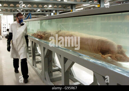 John Ablett, Mollusc Curator at the Natural History Museum, London, Tuesday 28th February 2006, with a giant squid about to go on display at the museum's Darwin Centre. The 30-foot long creature, caught off the Falkland Islands in April 2005, is the most complete giant squid ever found. Watch for PA story. PRESS ASSOCIATION PHOTO. Photo credit should read: Ian Nicholson/PA Stock Photo