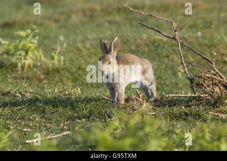 Rabbit Oryctolagus cuniculus youngster stretching New Forest National Park Hampshire England Stock Photo