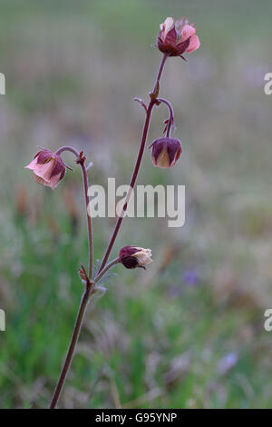 Water Avens (Geum rivale islandicum) Stock Photo