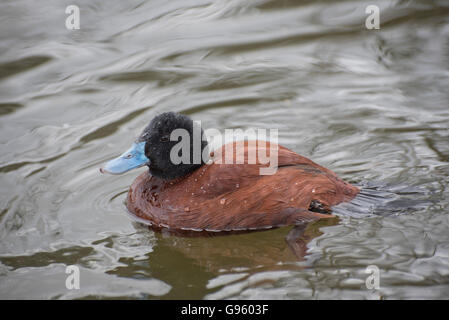 argintine ruddy duck Stock Photo