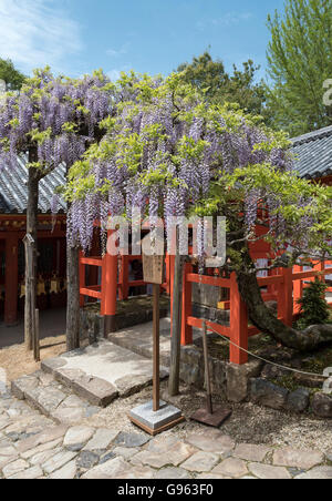 Japanese wisteria flowers, Kasuga Taisha Shrine, Nara, Japan Stock Photo