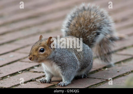 Grey Squirrel Stock Photo