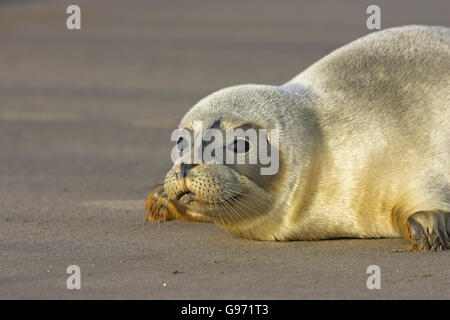 Common seal Phoca vitulina Donna Nook Lincolnshire England Stock Photo