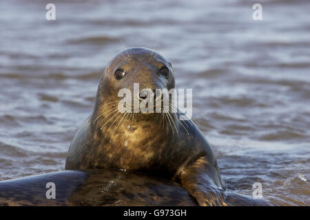 Atlantic grey seal Halichoerus grypus Lincolnshire England Stock Photo