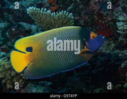 Blue-faced Angelfish (Pomacanthus xanthometopon) on coral reef in Bathala, Maldives, Indian Ocean Stock Photo