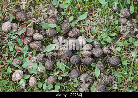 Rabbit Oryctolagus cuniculus droppings Stock Photo