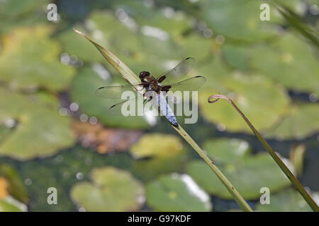 Male Broad-bodied chaser dragonfly UK Stock Photo