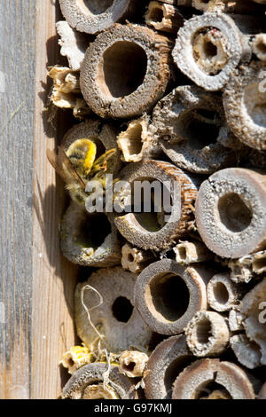 Solitary bee visiting insect hotel Cotswolds UK Stock Photo