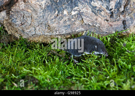 Eurasian water shrew (Neomys fodiens). Like many shrews, the water