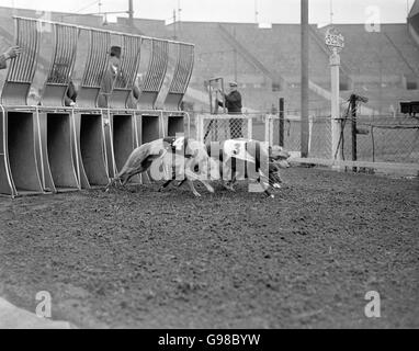 Ancienne Photo Chiens Lévriers Wembley Entraîneurs Regardent – Vintage 1900s