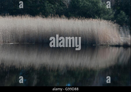 Lake in Sweden Stock Photo