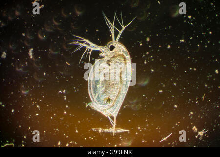 Daphnia, a genus of small planktonic crustaceans, are 0.2–5 millimetres (0.01–0.20 in) in length. Daphnia are members of the ord Stock Photo