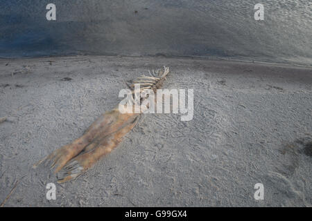 Dead grey seal Stock Photo