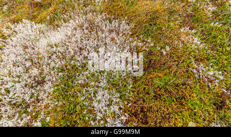 Tundra terrain covered in white lichens and green moss Stock Photo