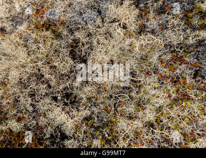Tundra terrain covered with white lichens and other small plants Stock Photo