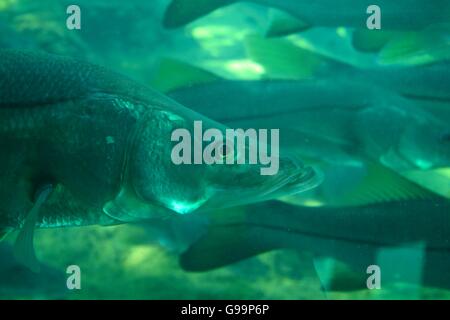 Common Snook swimming in the springs at Ellie Schiller Homosassa Springs Wildlife State Park in Homosassa Springs, Florida. Stock Photo