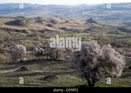 Almond trees blooming in wild nature. Stock Photo