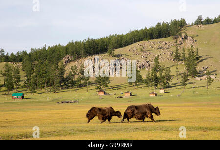 Yak on the near of Lake Hovsgol, Mongolia Stock Photo