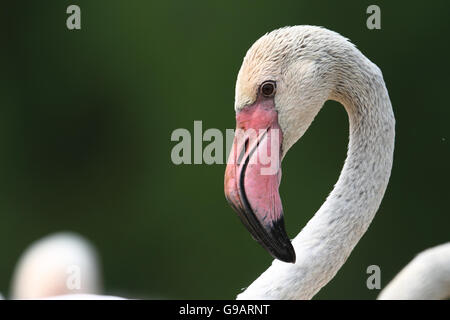 Greater Flamingo (Phoenicopterus roseus) Stock Photo