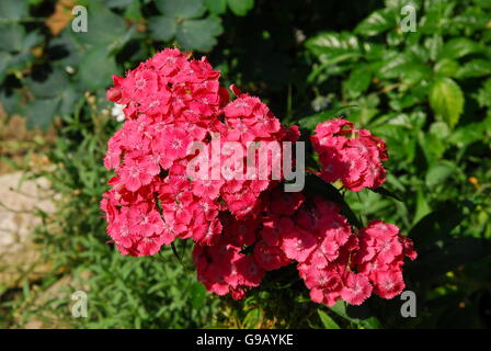 Carthusian pink, dianthus carthusianorum Stock Photo