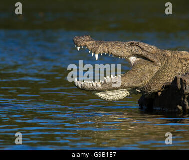 close up of Indian Mugger Crocodile  or Indian Marsh crocodile basking in the sun, with jaws open