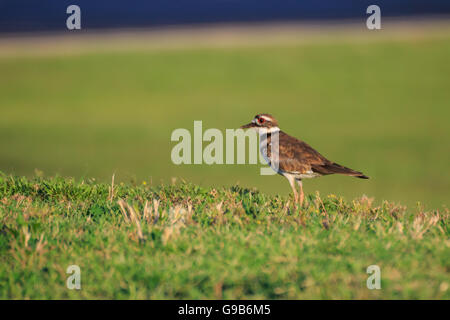 Killdeer running on the ground. Stock Photo