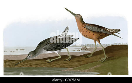 Short-billed Dowitcher, Limnodromus griseus, birds, 1827 - 1838 Stock Photo