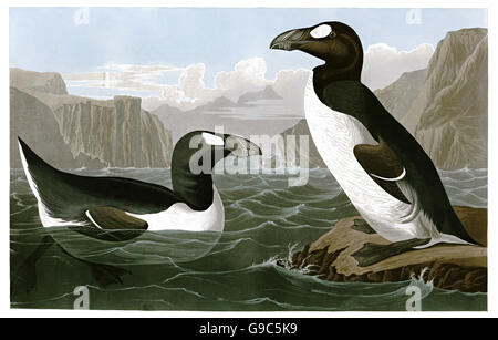 Great auk, now-extinct, Pinguinus impennis, birds, 1827 - 1838 Stock Photo