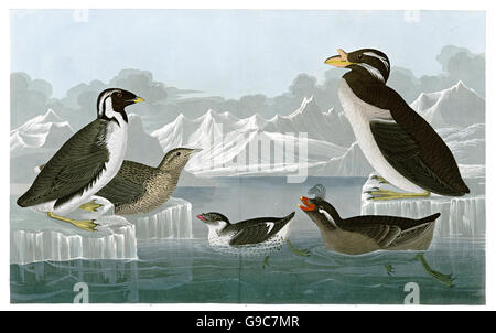 1 Crested auklet, Aethia cristatella, 2 Least Auklet, Aethia pusilla, 3 Rhinoceros Auklet, Cerorhinca monocerata, 4 Ancient Stock Photo