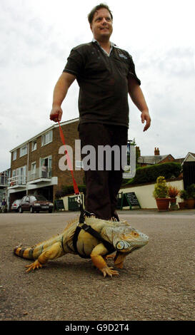 Robert Garnett, from Manningtree, Essex walks his pet Iguana, Rocky, down Manningtree, High Street, in Essex. Stock Photo