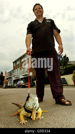 Robert Garnett, from Manningtree, Essex walks his pet Iguana, Rocky, down Manningtree, High Street, in Essex. Stock Photo