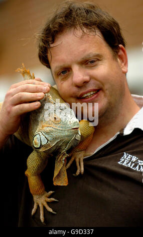 Pet iguana being taken for a walk Stock Photo