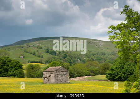 Stone barns in wildflower meadows, early summer, in Swaledale, near Muker, Yorkshire Dales National Park, UK. Stock Photo