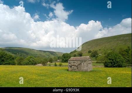 Stone barns in wildflower meadows, early summer, in Swaledale, near Muker, Yorkshire Dales National Park, UK. Stock Photo