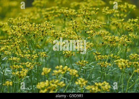 Ruta graveolens common rue herb-of-grace blooming Stock Photo