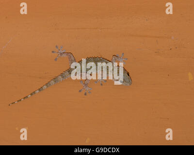 Mediterranean house gecko (tarentola mauritanica) on the ceiling at night Stock Photo