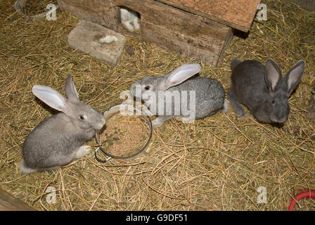 A young rabbits is in the shed on the farm Stock Photo