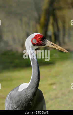 Vertical portrait of adult of white-naped crane, Antigone vipio. Stock Photo