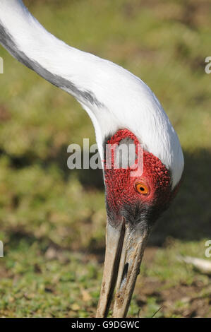 Vertical portrait of adult of white-naped crane, Antigone vipio, feeding on the ground. Stock Photo