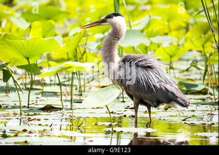 Great blue heron puffing up his feathers Stock Photo