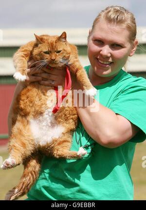 Shelter worker Annika Lough, 27, holds Garfield, a monster moggy who weighs in at a huge 14lbs, at the Longbenton cat and dog shelter in Newcastle after the cat was found as a stray in the Durham area. Stock Photo